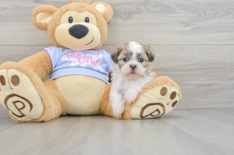 6 week old Teddy Bear Puppy For Sale - Seaside Pups