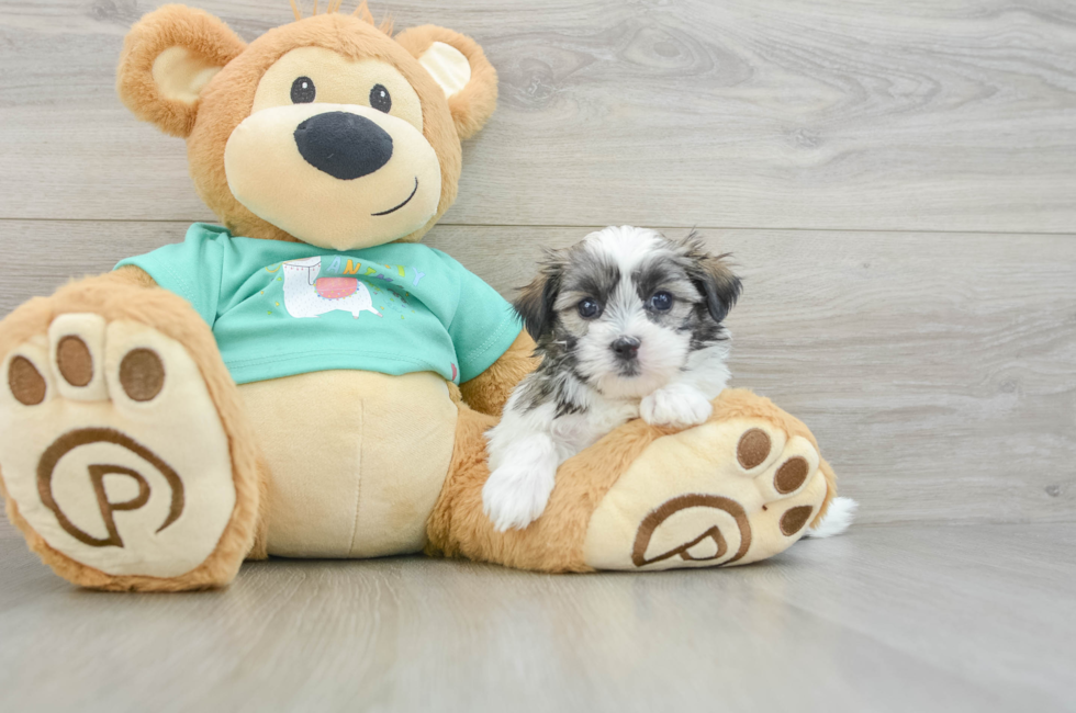 7 week old Teddy Bear Puppy For Sale - Seaside Pups