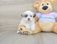 8 week old Teddy Bear Puppy For Sale - Seaside Pups