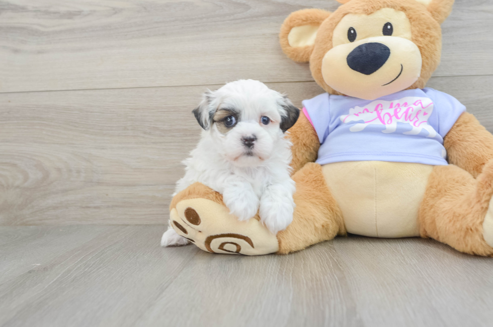 5 week old Teddy Bear Puppy For Sale - Seaside Pups