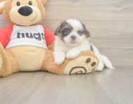 8 week old Teddy Bear Puppy For Sale - Seaside Pups