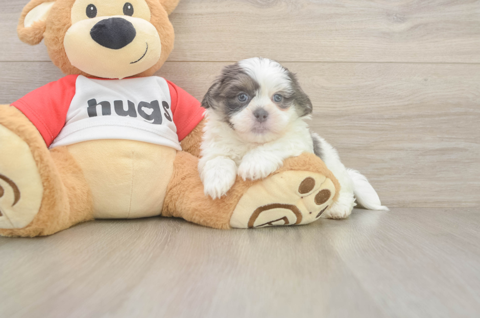 6 week old Teddy Bear Puppy For Sale - Seaside Pups