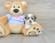 8 week old Teddy Bear Puppy For Sale - Seaside Pups