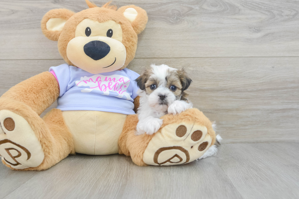 Teddy Bear Pup Being Cute