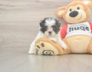 8 week old Teddy Bear Puppy For Sale - Seaside Pups