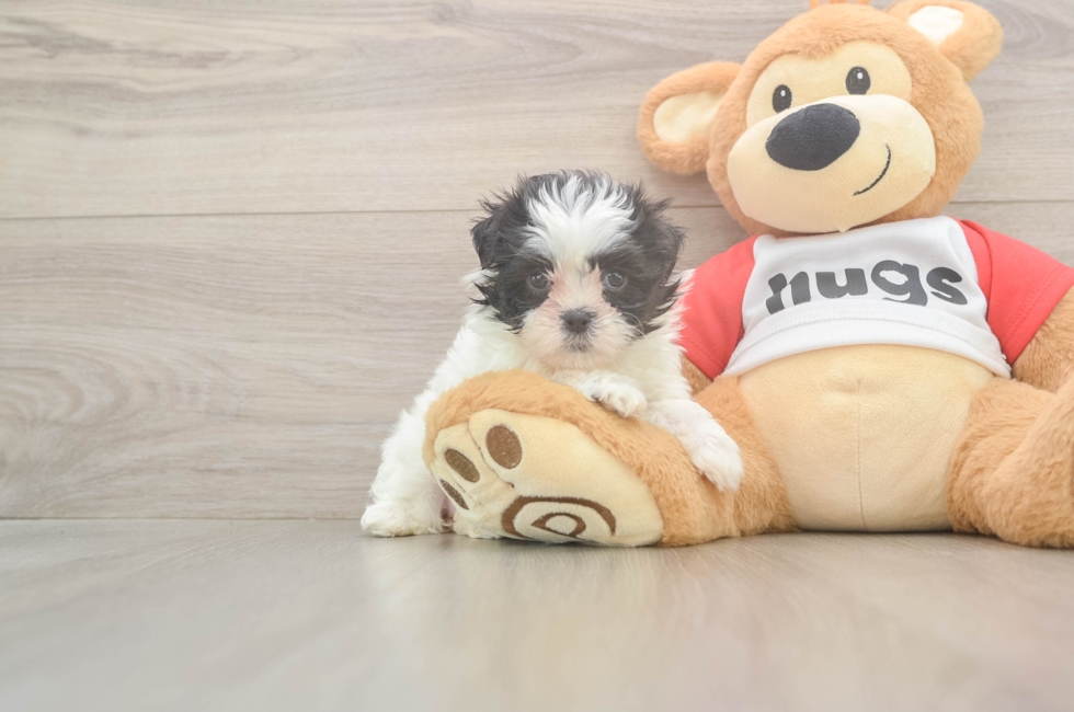 6 week old Teddy Bear Puppy For Sale - Seaside Pups