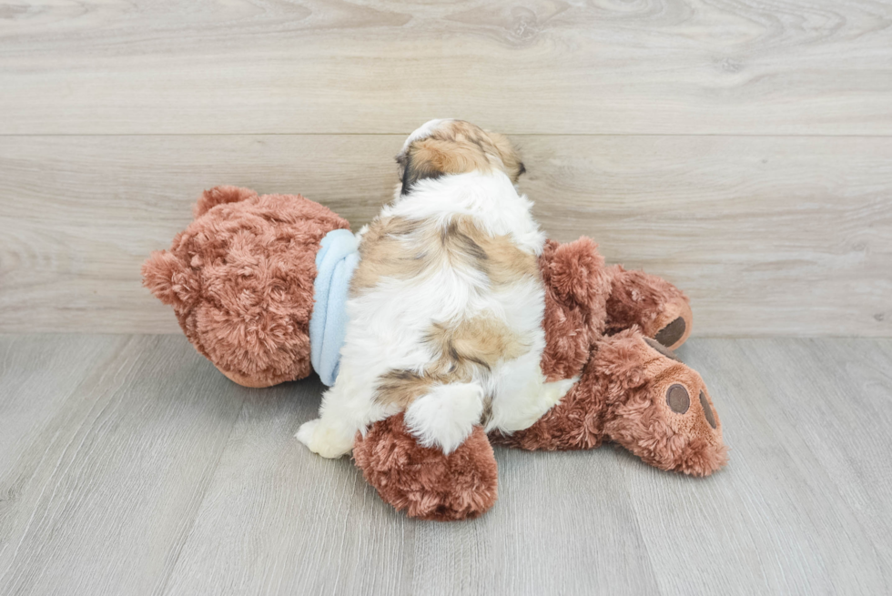 Teddy Bear Pup Being Cute