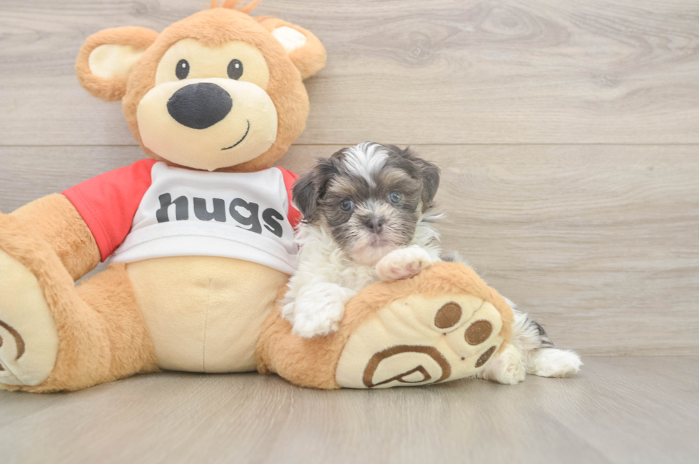 6 week old Teddy Bear Puppy For Sale - Seaside Pups