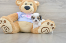 Teddy Bear Puppy for Adoption