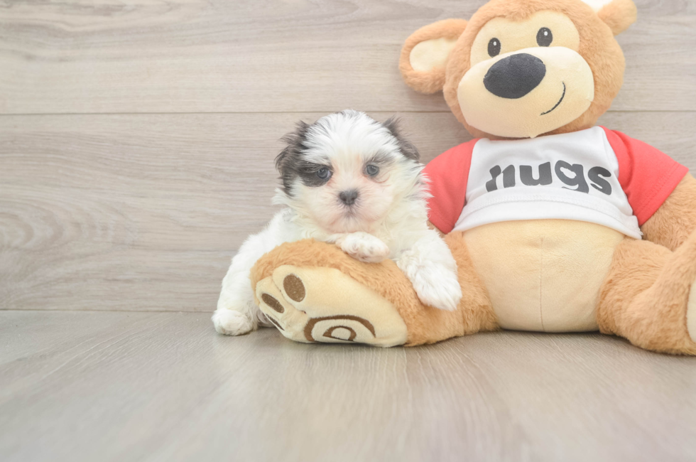 6 week old Teddy Bear Puppy For Sale - Seaside Pups