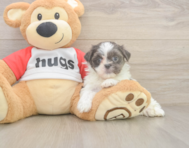 8 week old Teddy Bear Puppy For Sale - Seaside Pups