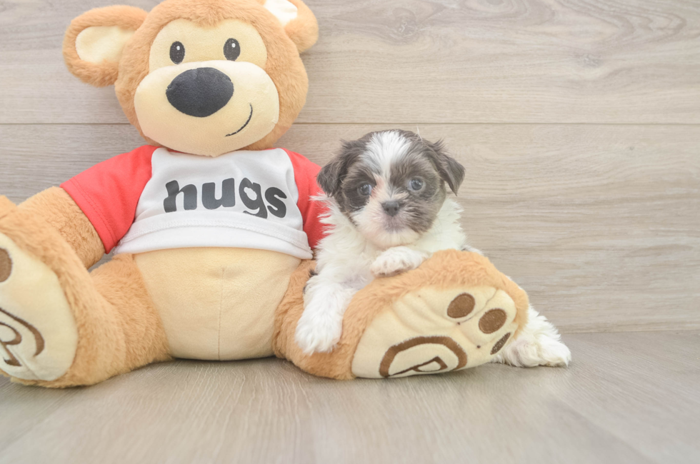 6 week old Teddy Bear Puppy For Sale - Seaside Pups