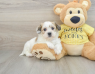 8 week old Teddy Bear Puppy For Sale - Seaside Pups