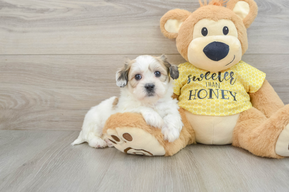 8 week old Teddy Bear Puppy For Sale - Seaside Pups