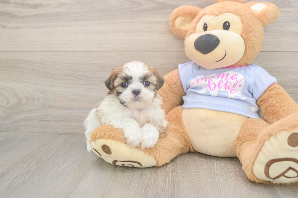 5 week old Teddy Bear Puppy For Sale - Seaside Pups