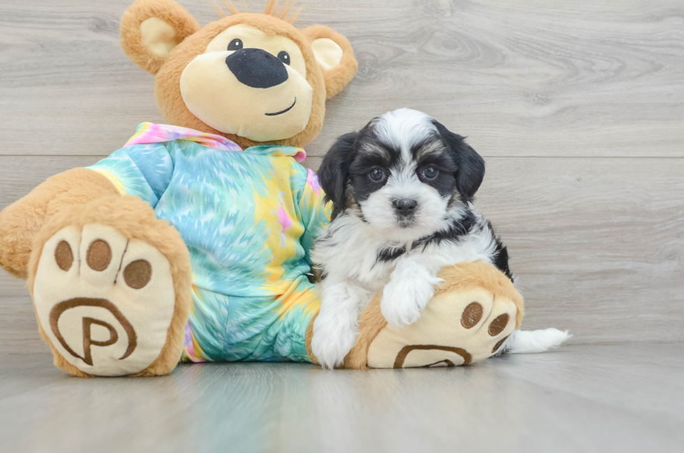 6 week old Teddy Bear Puppy For Sale - Seaside Pups