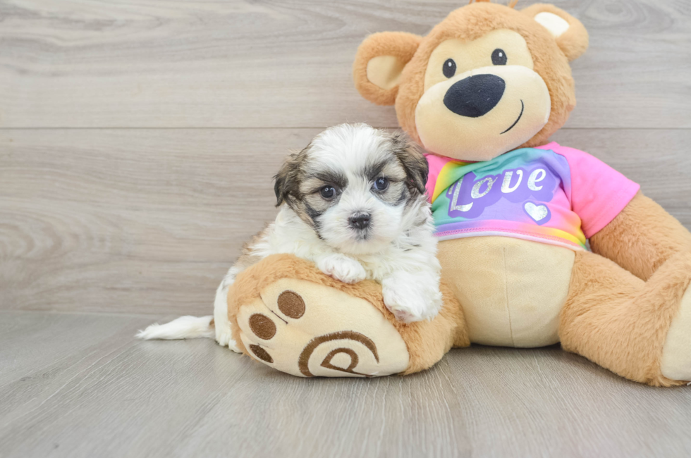 6 week old Teddy Bear Puppy For Sale - Seaside Pups
