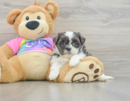 6 week old Teddy Bear Puppy For Sale - Seaside Pups