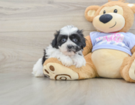 5 week old Teddy Bear Puppy For Sale - Seaside Pups