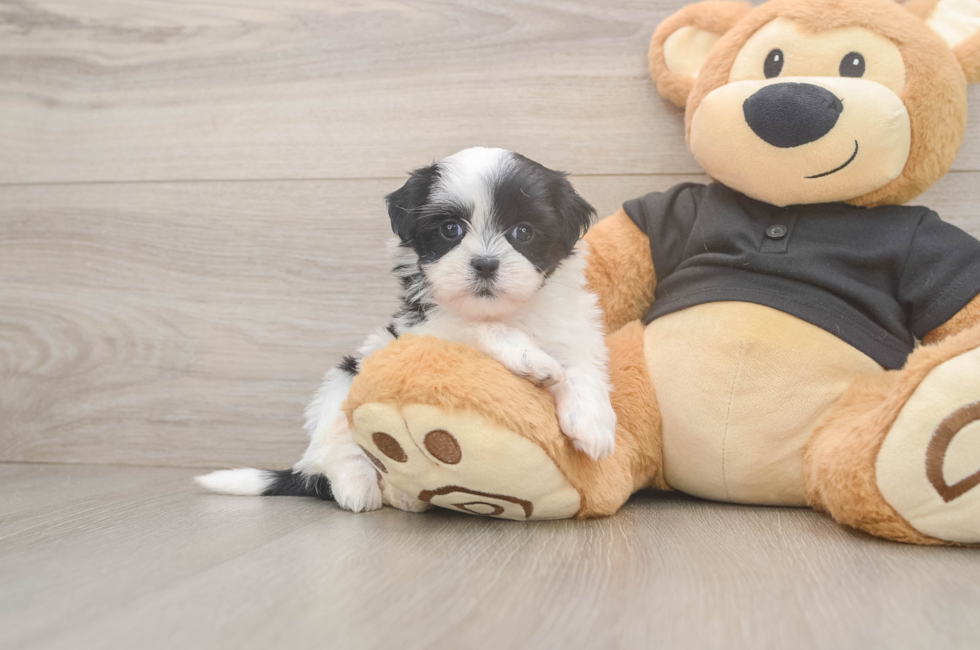 6 week old Teddy Bear Puppy For Sale - Seaside Pups
