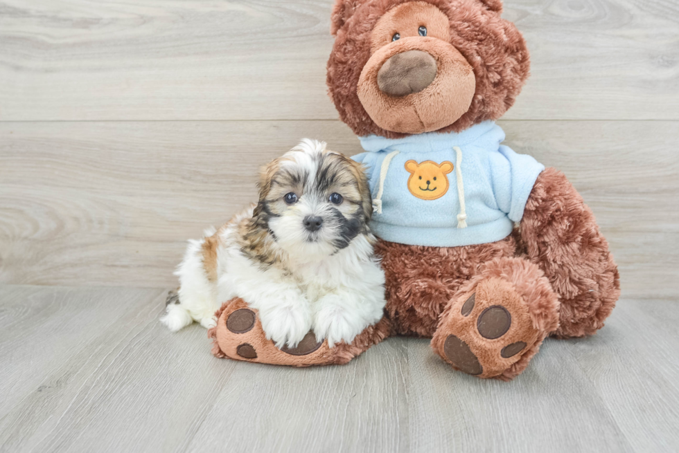 Teddy Bear Pup Being Cute