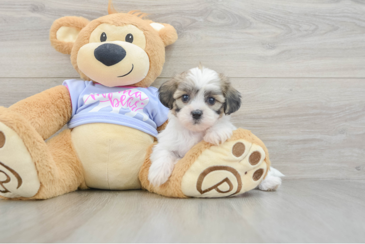 Teddy Bear Puppy for Adoption