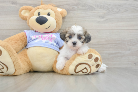 Teddy Bear Puppy for Adoption