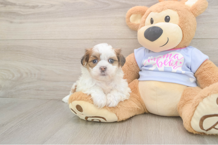 Teddy Bear Puppy for Adoption