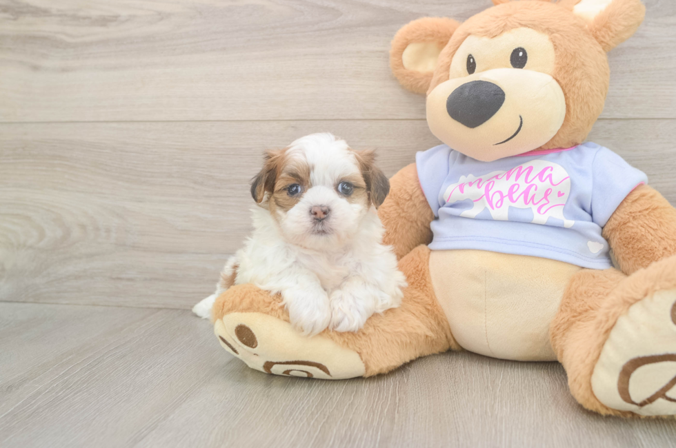 6 week old Teddy Bear Puppy For Sale - Seaside Pups