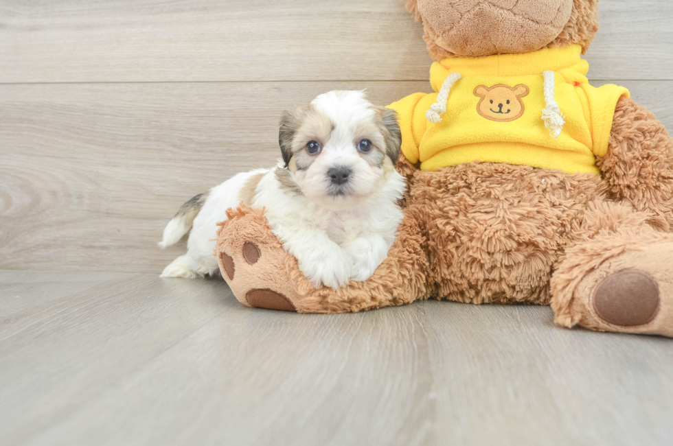 7 week old Teddy Bear Puppy For Sale - Seaside Pups