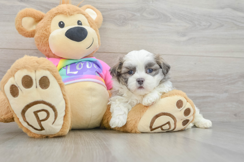 5 week old Teddy Bear Puppy For Sale - Seaside Pups