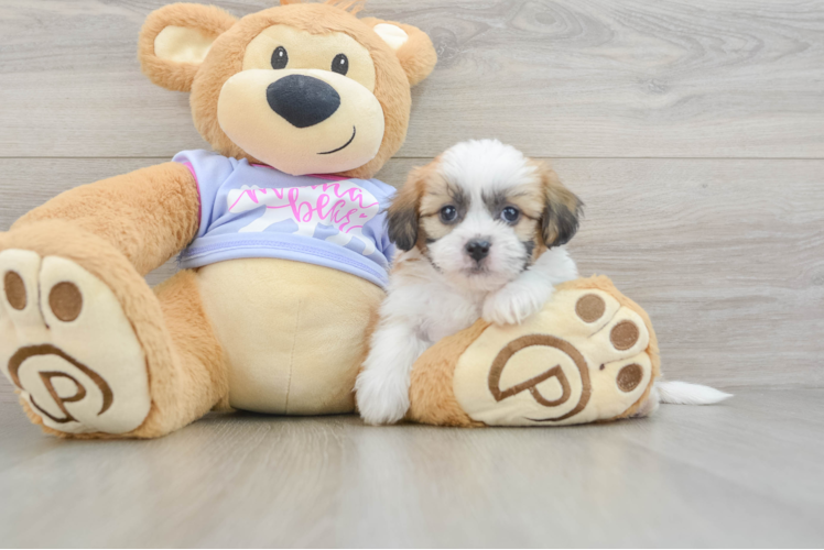 Small Teddy Bear Baby