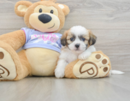 5 week old Teddy Bear Puppy For Sale - Seaside Pups