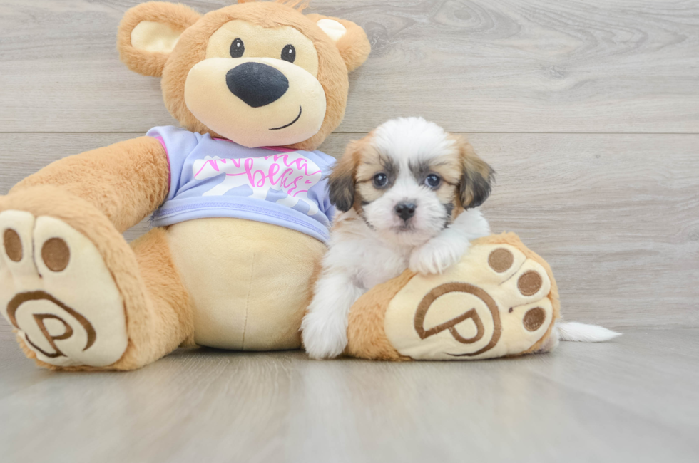 5 week old Teddy Bear Puppy For Sale - Seaside Pups