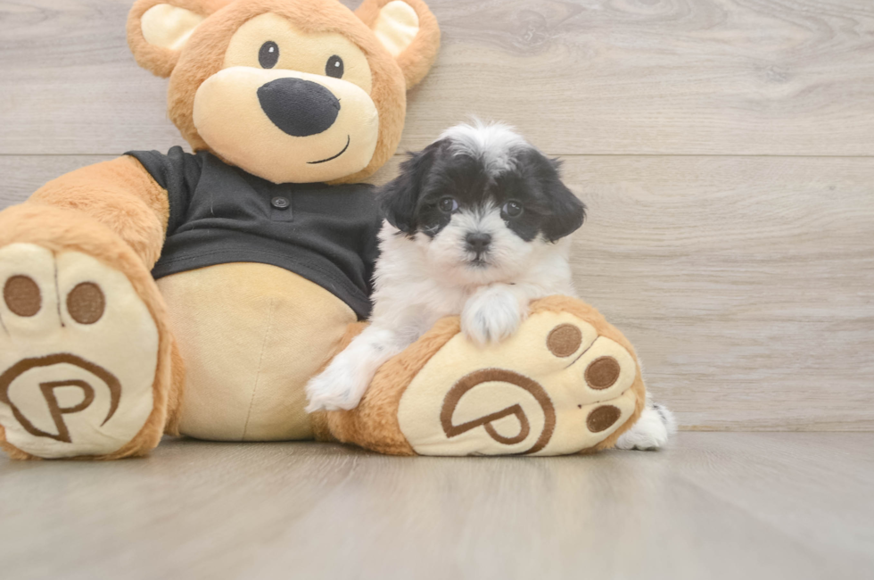6 week old Teddy Bear Puppy For Sale - Seaside Pups