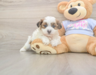 8 week old Teddy Bear Puppy For Sale - Seaside Pups