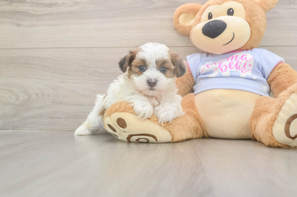 5 week old Teddy Bear Puppy For Sale - Seaside Pups