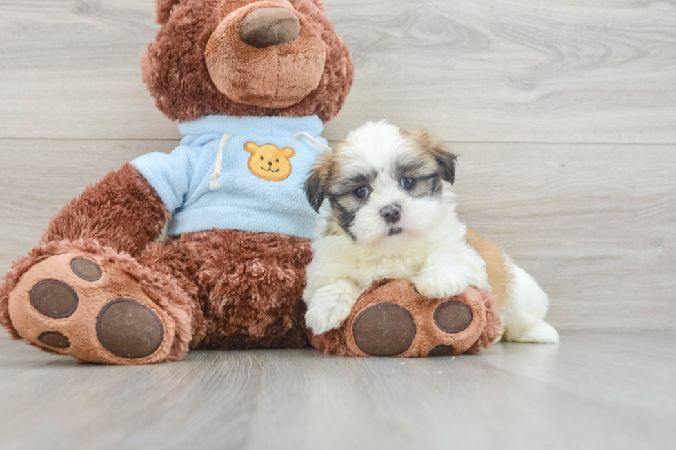 Teddy Bear Puppy for Adoption