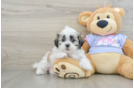 Funny Teddy Bear Designer Pup