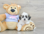 8 week old Teddy Bear Puppy For Sale - Seaside Pups