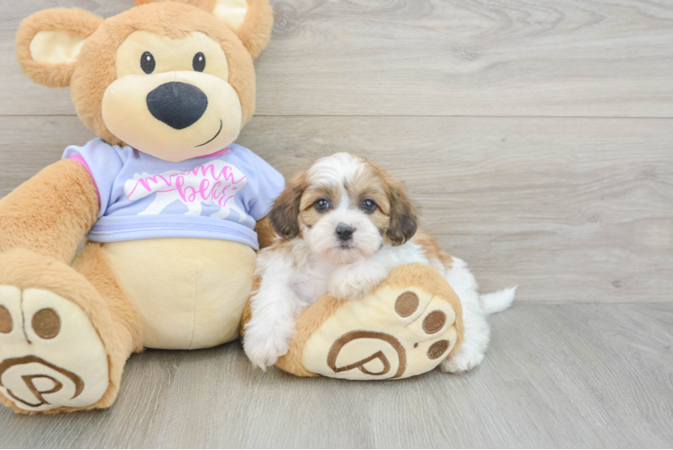 Teddy Bear Pup Being Cute