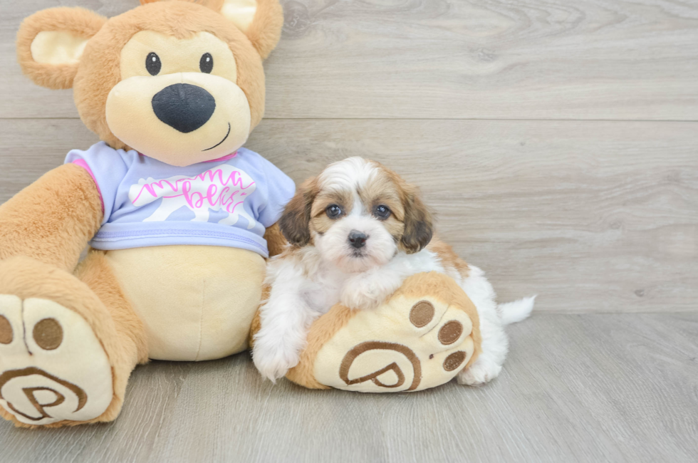 5 week old Teddy Bear Puppy For Sale - Seaside Pups