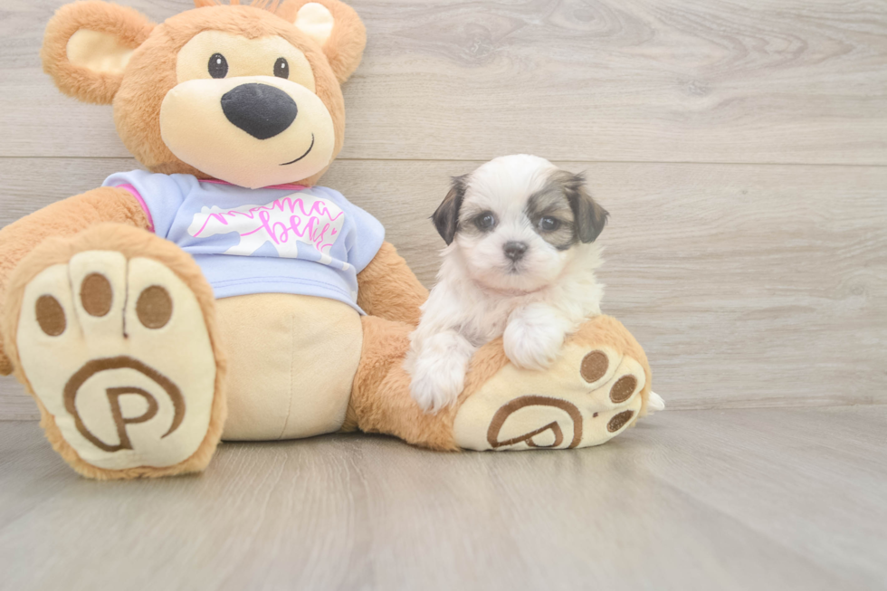 Playful Shitzu Designer Puppy