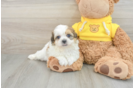 Fluffy Teddy Bear Designer Pup