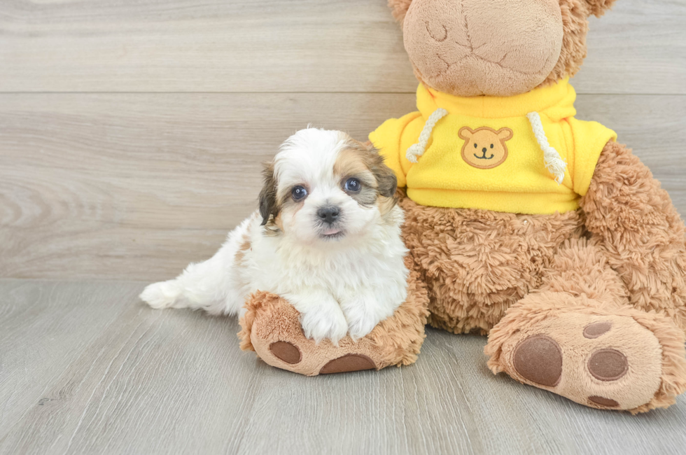 7 week old Teddy Bear Puppy For Sale - Seaside Pups