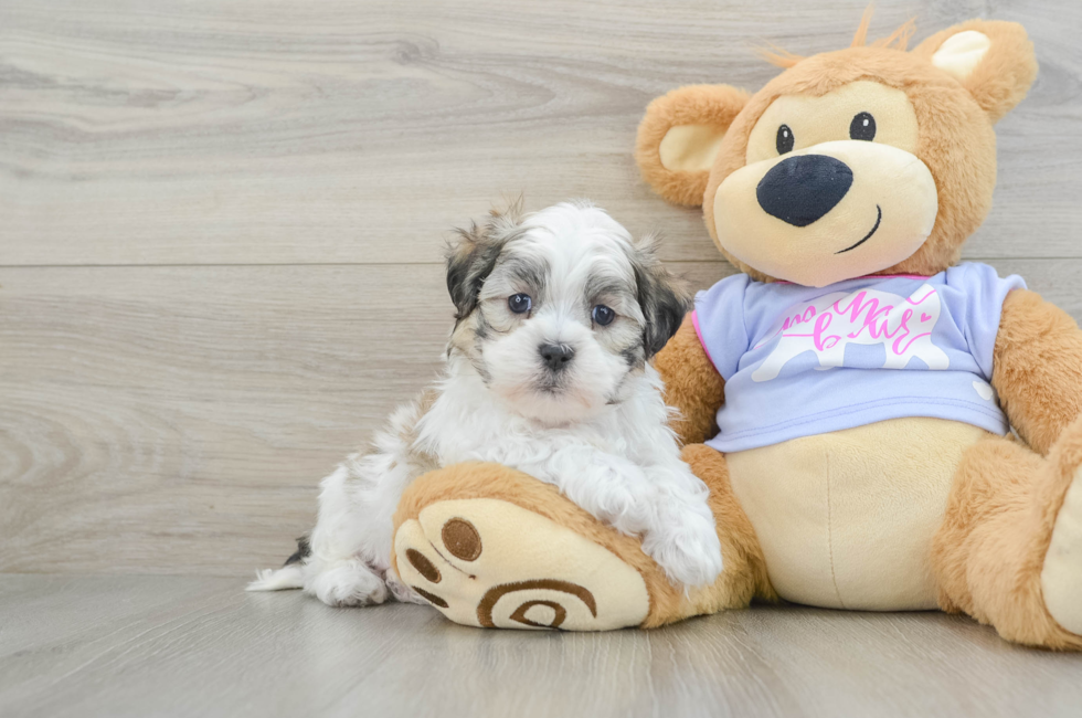 6 week old Teddy Bear Puppy For Sale - Seaside Pups