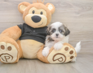 7 week old Teddy Bear Puppy For Sale - Seaside Pups