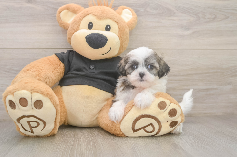6 week old Teddy Bear Puppy For Sale - Seaside Pups