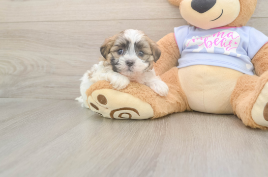 5 week old Teddy Bear Puppy For Sale - Seaside Pups Best Teddy Bear Baby