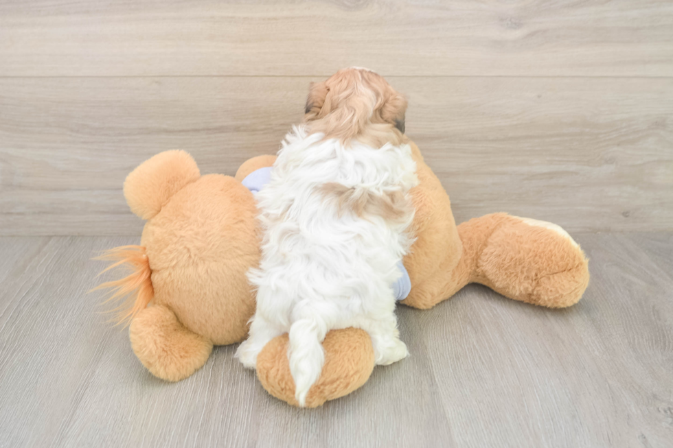 Hypoallergenic Shitzu Designer Puppy